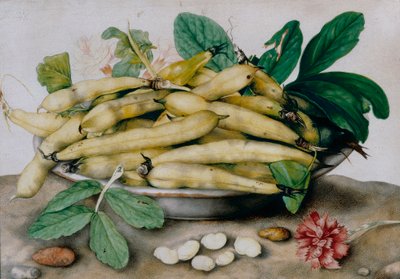 Plate of broad beans by Giovanna Garzoni